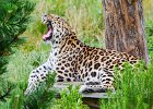 John Gorman - Leopard Roar